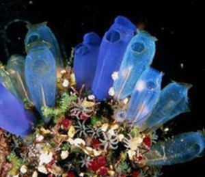 尾海鞘綱 尾海鞘綱