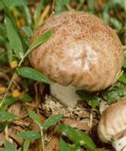 杯形禿馬勃 杯形禿馬勃