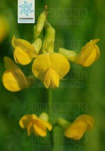 牧地山黧豆 牧地山黧豆