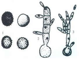 （圖）玉米細菌性枯萎病菌