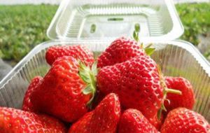 順利草莓採摘園 順利草莓採摘園