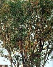 蒙自山桂花 蒙自山桂花