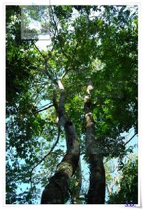 思茅崖豆 思茅崖豆