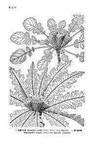 裂葉重羽菊 裂葉重羽菊