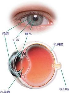 （圖）眼睛亞健康