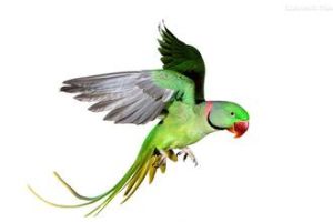 長尾鸚鵡