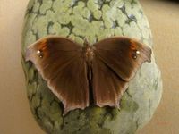 睇暮眼蝶 睇暮眼蝶