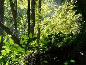 雲南的熱帶雨林