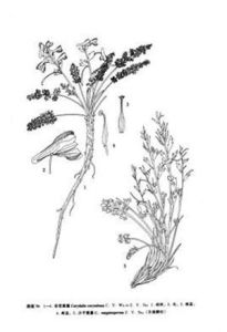 少子黃堇 少子黃堇