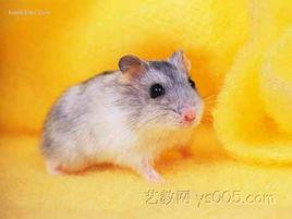 甘肅倉鼠 甘肅倉鼠