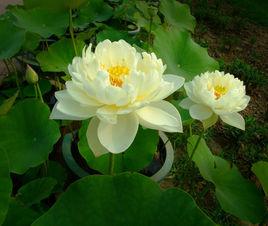 蓮花[蓮科水生植物]