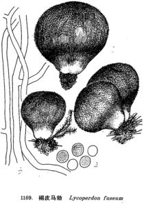 褐皮馬勃 褐皮馬勃