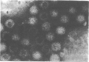草魚出血病病毒