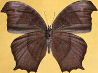 暮眼蝶 Melanitis leda (Linnaeus)