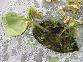 黃瓜立枯病 黃瓜立枯病