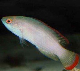 裸杜父魚 裸杜父魚