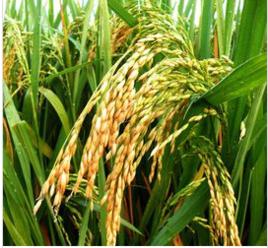 糧粳5號 糧粳5號