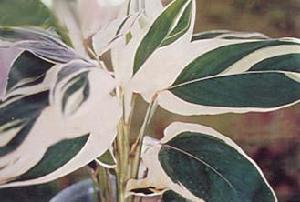 白紋竹芋 白紋竹芋