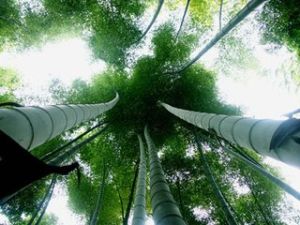 印度刺竹 印度刺竹