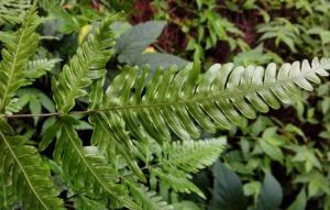 中華斜方複葉耳蕨