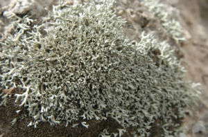 地衣染料 地衣染料