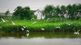 杭州灣國家濕地公園 杭州灣國家濕地公園