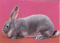蛋白石獺兔