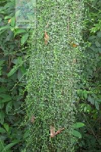 滴錫眼樹蓮 滴錫眼樹蓮