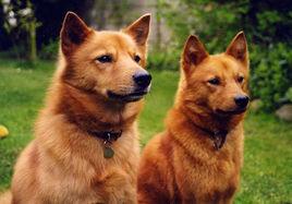 芬蘭波美拉尼亞絲毛狗 芬蘭波美拉尼亞絲毛狗