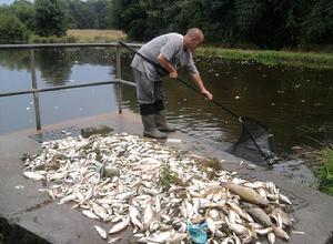英極端天氣致魚群成片死亡似末日