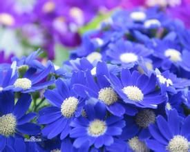 寶藍瓜葉菊