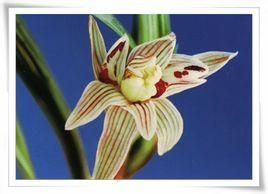 赤色蓮瓣麻殼素