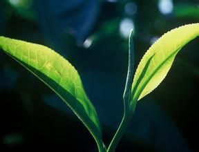 白毛蕊茶 白毛蕊茶