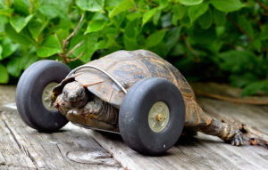 加上滑輪的烏龜