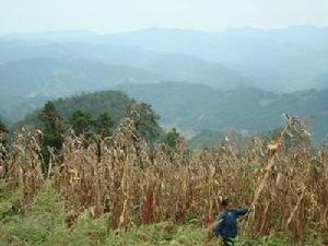 金塘子自然村-種植業