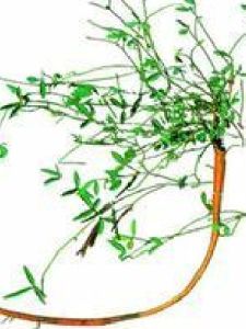 金門一條根 金門一條根