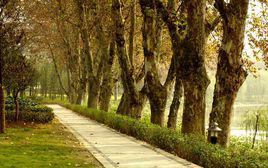 沙河[成都市沙河]