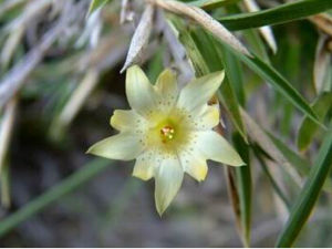 伊澤山龍膽 伊澤山龍膽