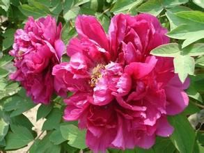 素馨杜鵑 素馨杜鵑