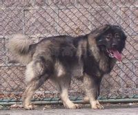 高加索山脈犬 