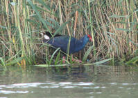 紫水雞馬達加斯加亞種