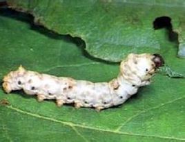 春蠶吐絲 春蠶吐絲