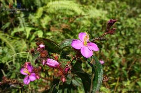 濕生金錦香 濕生金錦香