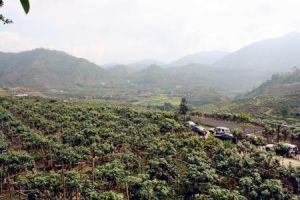 新村河村 新村河村