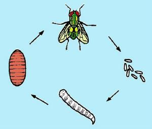 泌尿生殖道蠅蛆