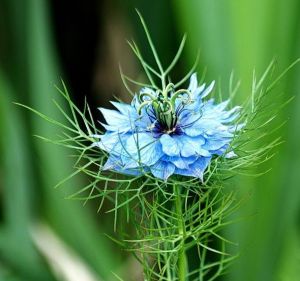 波斯寶石 波斯寶石