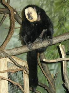 白臉狐尾猴 白臉狐尾猴