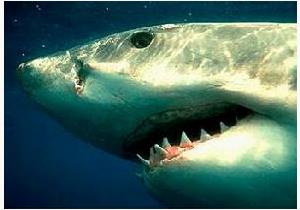 大白鯊