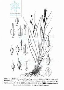 卡郎薹草 卡郎薹草