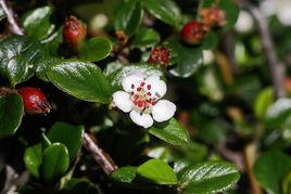 台灣栒子 台灣栒子